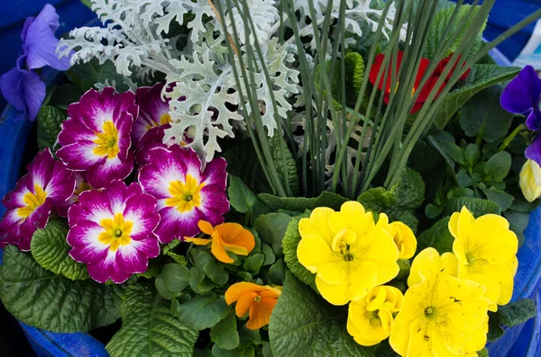 Arranjo de flores com prímulas — Fotografia de Stock