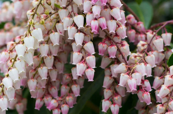 Cascades Pembe çiçek — Stok fotoğraf