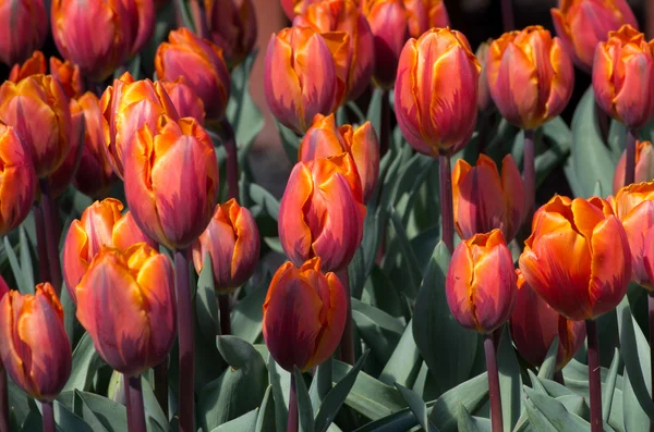 Яскраві барвисті весняні квітучі тюльпани — стокове фото