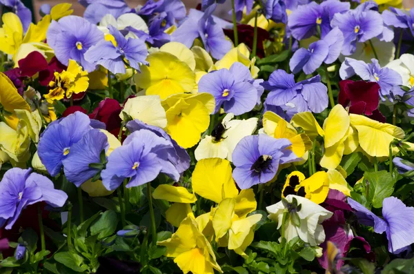 Světlé pansy květy na jaře — Stock fotografie