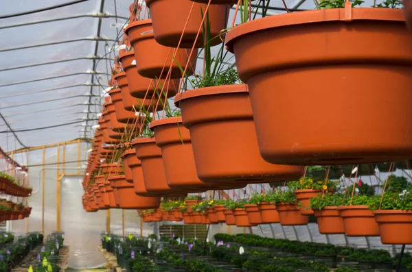 Row of hanging baskets growing in greenhouse — Stock Photo, Image