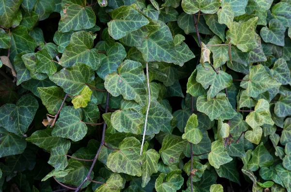 Invasiva växt engelska ivy — Stockfoto