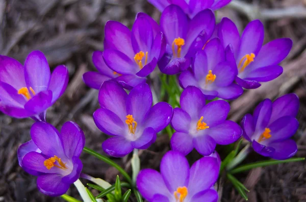 集团的紫色盛开番红花 — 图库照片