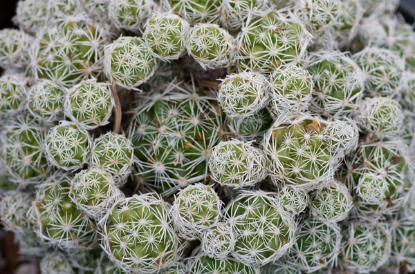 Cactus planta com espinhos — Fotografia de Stock