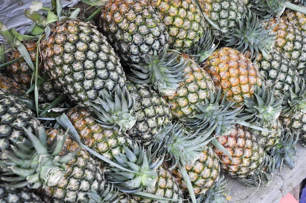 stock image Pine apple