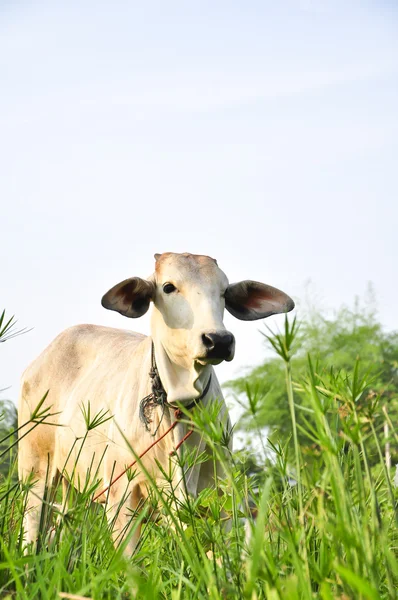 Vaca branca — Fotografia de Stock