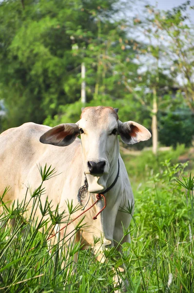 stock image White cow