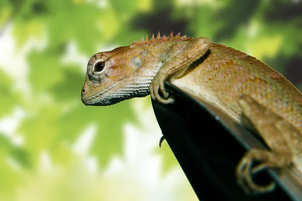 Närbild av lilla iguana — Stockfoto