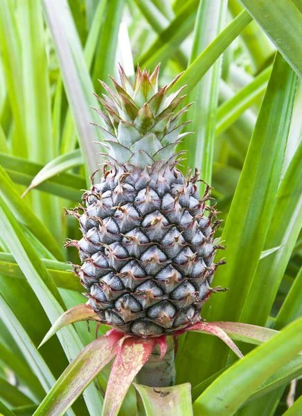 stock image Young pineapple in the field