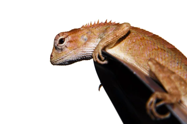 Närbild av lilla iguana — Stockfoto