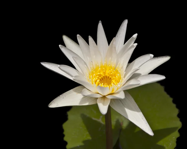 Weiße Lotusblume im See — Stockfoto
