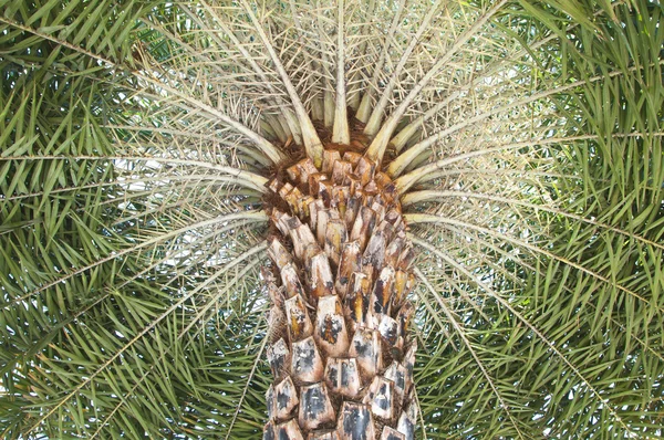 stock image Palm tree in sunny day take photo from under the tree