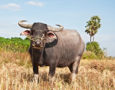 Asian buffalo