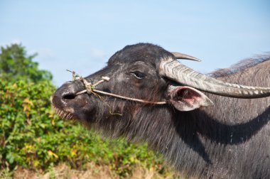 Asian buffalo