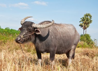 Asian buffalo