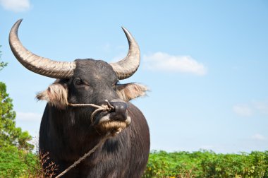 Asian buffalo