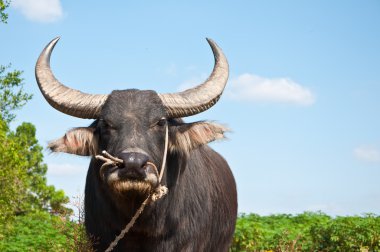 Asian buffalo