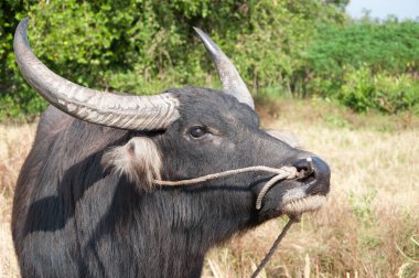 Asian buffalo