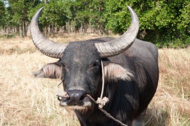 Asian buffalo