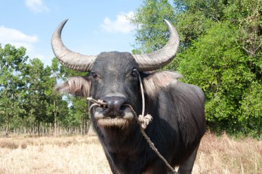 Asian buffalo