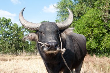 Asian buffalo