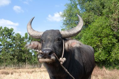 Asian buffalo