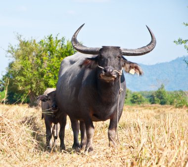 Asian buffalo