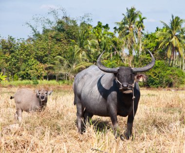 Asian buffalo