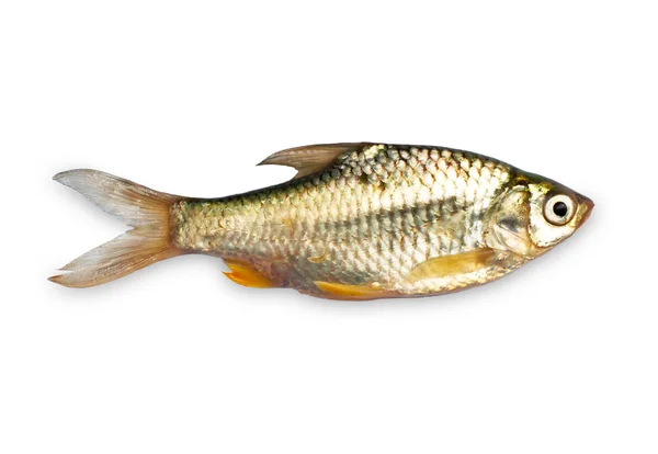 Closeup little fish — Stock Photo, Image