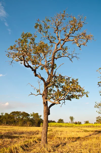 Singolo albero nel campo — Foto Stock