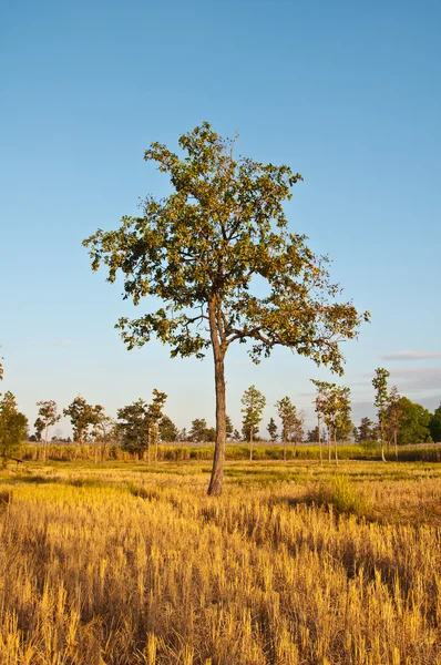 Одно дерево в поле — стоковое фото