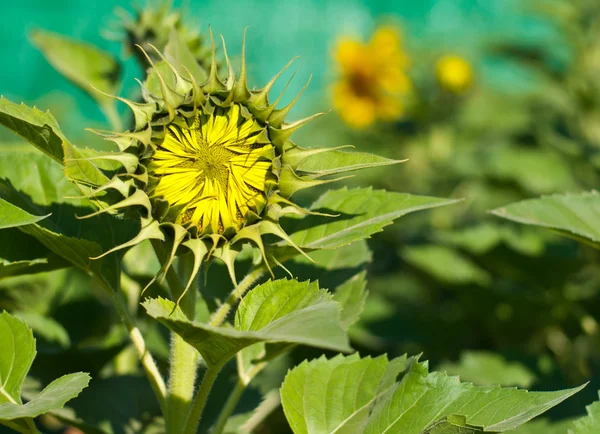 stock image Green sun flower