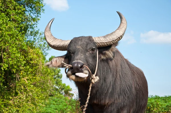 Búfalo asiático — Fotografia de Stock