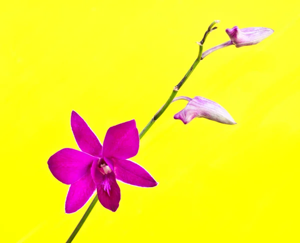 Flor de orquídea tailandesa — Fotografia de Stock