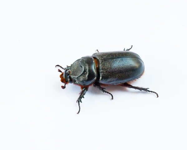 stock image Rhino beetle bug