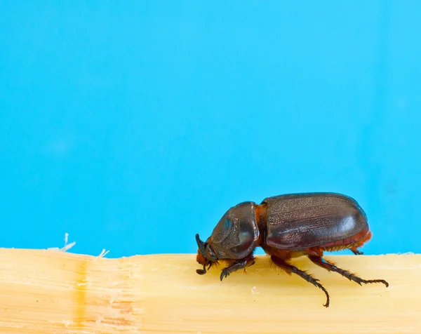 stock image Rhino beetle bug