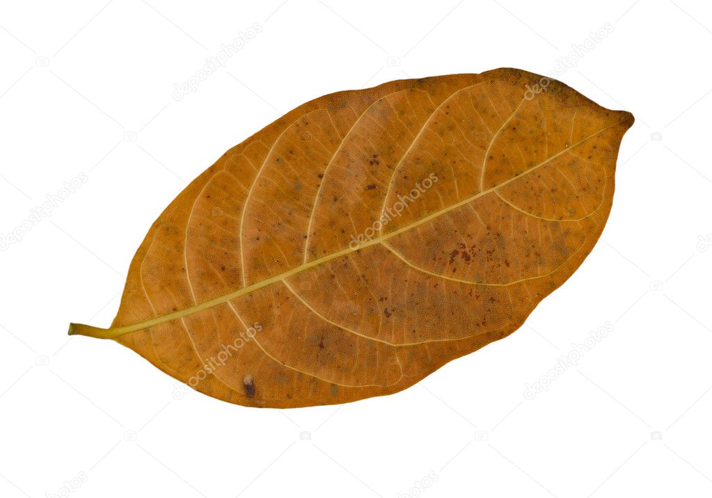 Old leaf — Stock Photo © supakitmod #9321903