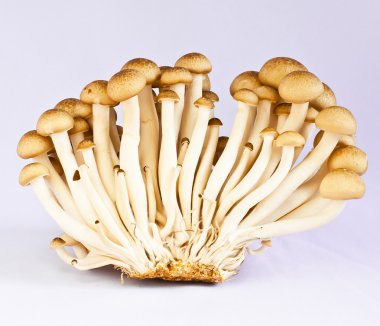 eryngii champignons