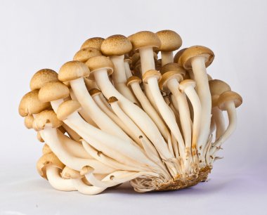 eryngii champignons