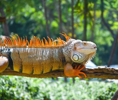 Iguana in the zoo clipart