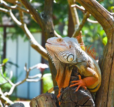 iguana Hayvanat Bahçesi