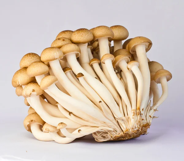 eryngii champignons