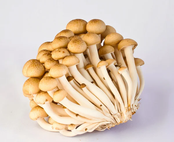 eryngii champignons