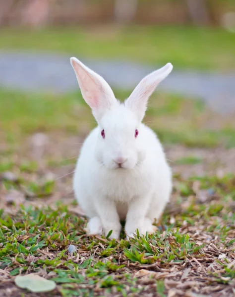 stock image White rabbit in the farm