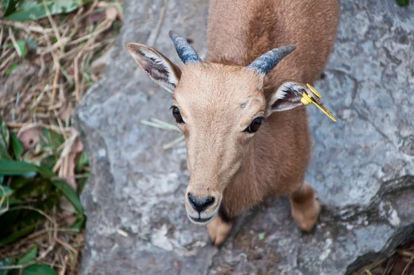 stock image Barbary sheep