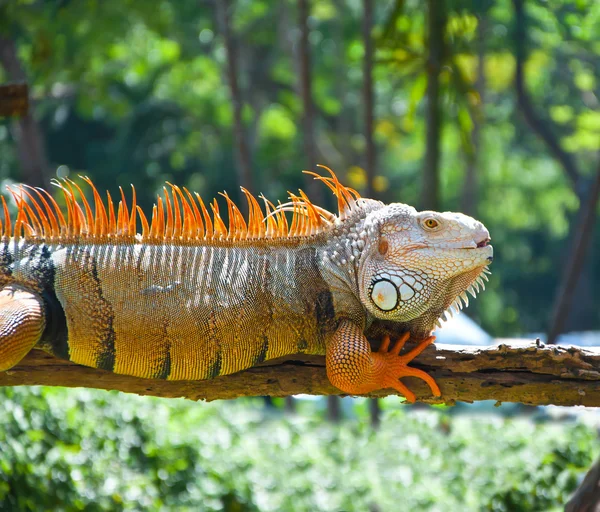 Leguan im Zoo — Stockfoto