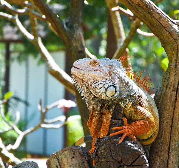 Iguana i djurparken — Stockfoto