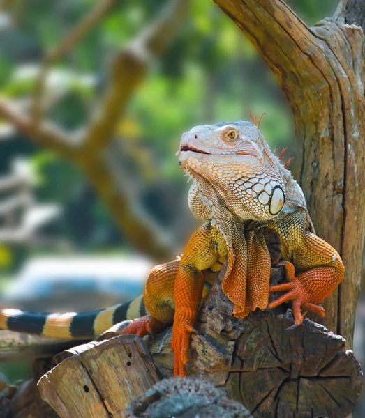 Iguana i djurparken — Stockfoto