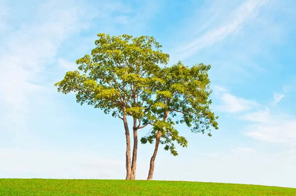 Jeden strom — Stock fotografie