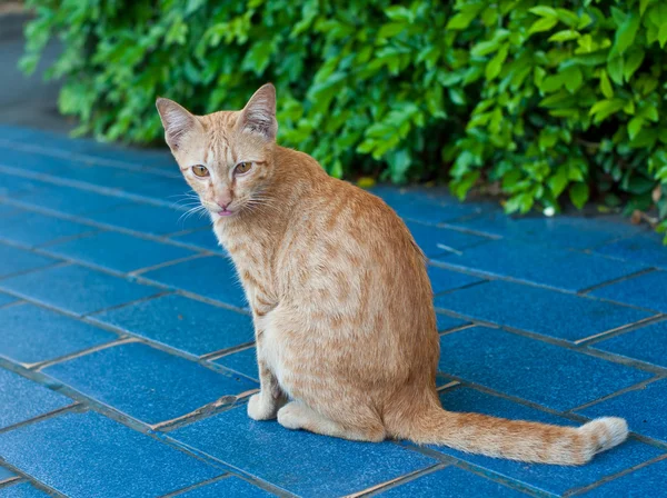 Kot z Tajlandii — Zdjęcie stockowe